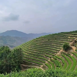 虎邱鎮羅巖村上占茶葉備案基地
