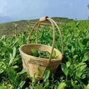 大坪鄉雙美村上加美茶葉備案基地