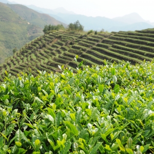 西坪鎮后格村鳳形茶葉備案基地